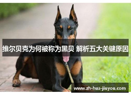 维尔贝克为何被称为黑贝 解析五大关键原因 维尔贝克为何被称为黑贝 解析五大关键原因